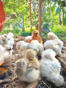 ayam silkie , silkie chicken