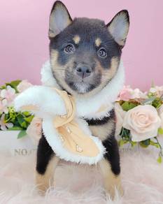 Shiba