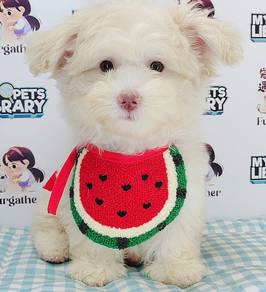 Maltipoo