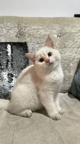 British Shorthair 4 Months Kittens