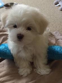 Downy Poochon Fluffy Soft Fur Companion Dog Baby P