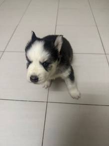Siberian Husky Puppies