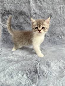 British Shorthair Kitten