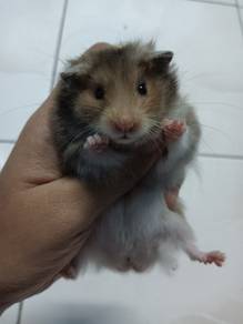 hamster syrian