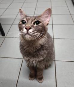 Female cat, 2year cat