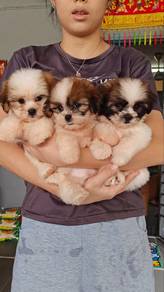 Shih Tzu Puppies | Male & Female