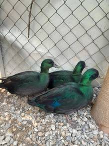 itik black east Indian duck limited