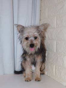 J0543 Silkese Cute Doll Face Soft Coat Puppy