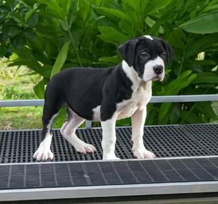 XXL concept dog puppy