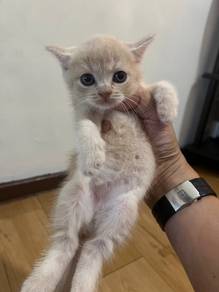 British Short Hair BSH