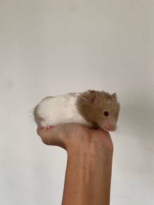 Syrian Hamster and good colour