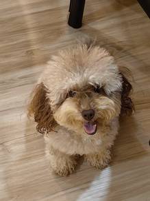 toy poodle 