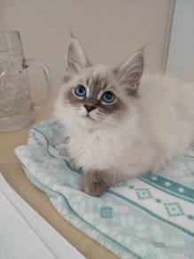 Persian Mix Ragdoll Siamese Kitten