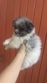 Pure Breed Merle Parti Pomeranian (M) 纯种陨石花色 博美 男生