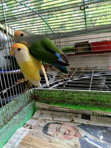 Burung Cinta suap tangan 🐦