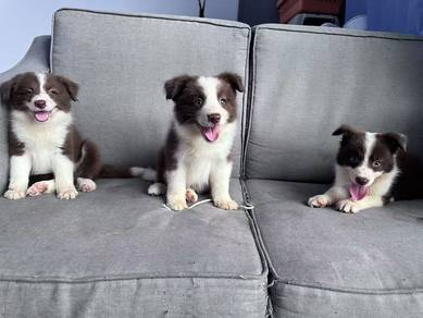 Brown Border Collie