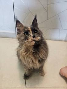 Maincoon female with cage