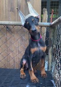 DOBERMAN PUPPIES 🐻 H175 Female  Available
