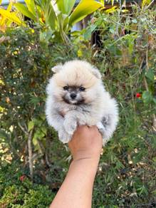 Pom