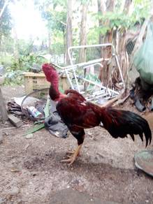 ayam jantam muda