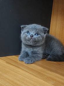 Scottish fold male