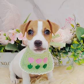 Jack Russell
