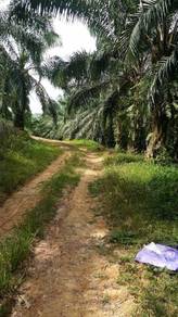 Agricultural Land in Kuala Pilah, NSN
