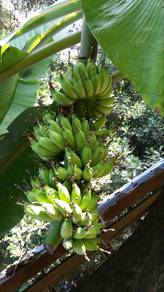 pisang lemak