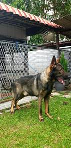 German Shepherd Male – Dark Sable