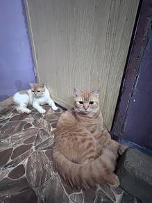 bsh+parsian