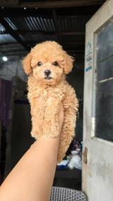 maltipoo puppies::