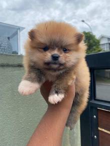 Tiny Pomeranian puppy
