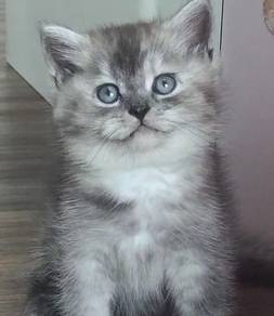 British shorthair kitten