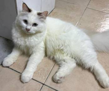 Rare Van High White Ragdoll 