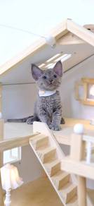 Exquisite little blue Devon Rex girl—long-haired, curly-coated, with a