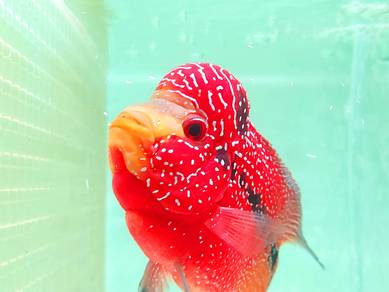 King kamfa super Red