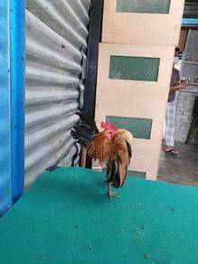 Sepasang serama selam