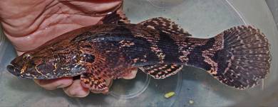 ikan ketutu