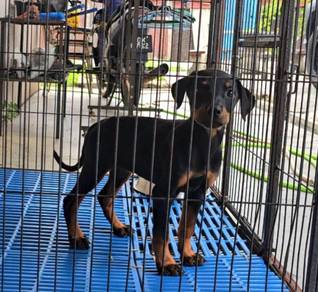Doberman mixed Rottweiler Puppy