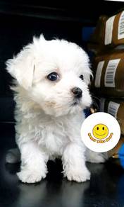 Qw012 tiny size maltese puppies