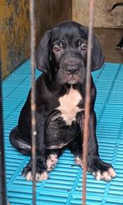 Fila Brasileiro puppies