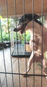 Jack Russell For Sell