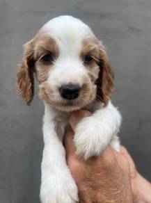 ENGLISH COCKER SPANIEL PUPPIES M175🌻Male & Female
