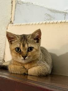 kucing bsh