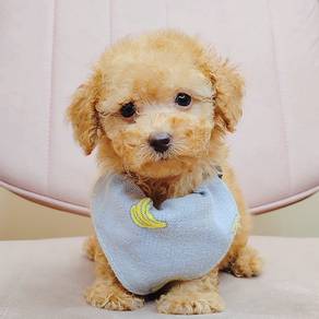 Poodle