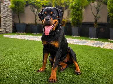 Female Rottweiler 8 Months Old | MKA Registered |