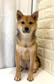 J0313 Shiba Inu Small Fox Dog Puppy