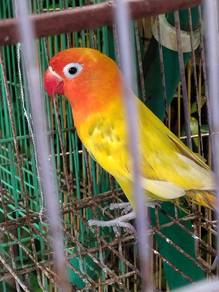 Burung Love bird
