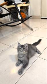 kitten to rehome