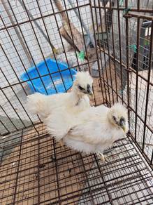 Ayam Silkies 